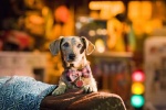 Foto de Marmaduke (Marmaduke)