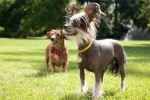 Foto de Marmaduke (Marmaduke)