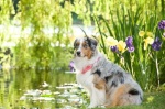 Foto de Marmaduke (Marmaduke)