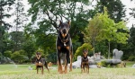 Foto de Marmaduke (Marmaduke)