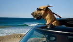 Foto de Marmaduke (Marmaduke)