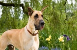 Foto de Marmaduke (Marmaduke)
