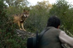 Foto de Entrelobos (Entrelobos)
