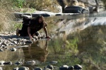 Foto, imagen de Entrelobos (Entrelobos)