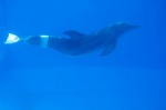 Foto de La gran aventura de Winter (Dolphin Tale)