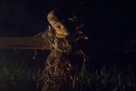 Foto de  (Husk)