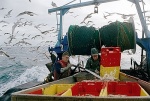 Foto de Nosotros Alimentamos al Mundo (We Feed the World)