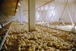 Foto de Nosotros Alimentamos al Mundo (We Feed the World)