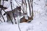 Foto de Una Amistad Inolvidable (Le Renard et l'Enfant)