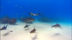 Foto de Tibur�n, en las Garras del Hombre (Sharkwater)