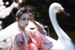 Foto de Cerezos en Flor (Kirschbl�ten - Hanami)