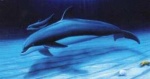 Foto de El Delf�n: La Historia de un So�ador (The Dolphin: Story of a Dreamer)