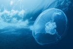 Foto de Oc�anos (Oceans)