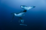 Foto de Oc�anos (Oceans)