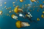 Foto de Oc�anos (Oceans)