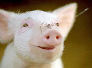 Foto de La Telara�a De Carlota (Charlotte's Web)