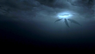 Foto de Una aventura extraordinaria (Big Miracle)