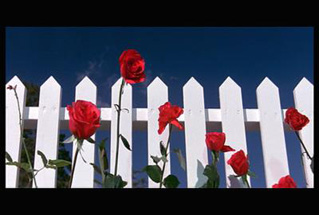 Foto, imagen de Terciopelo Azul (Blue Velvet)