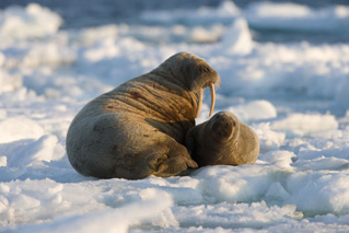 Foto, imagen de Los Reyes Del �rtico (Arctic Tale)