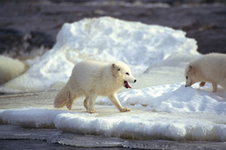 Foto de Los Reyes Del �rtico (Arctic Tale)