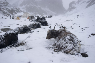 Foto, imagen de A Ciegas (Blindsight)