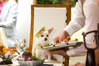Im�genes de Un Chihuahua en Beverly Hills (Beverly Hills Chihuahua)