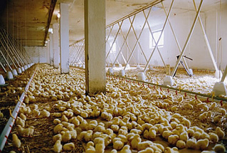 Foto de Nosotros Alimentamos al Mundo (We Feed the World)