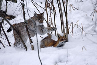 Foto de Una Amistad Inolvidable (Le Renard et l'Enfant)