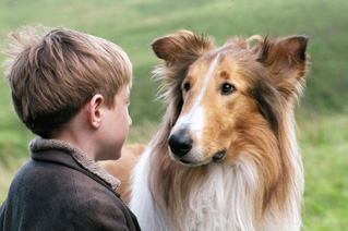 Foto, imagen de Lassie (Lassie)