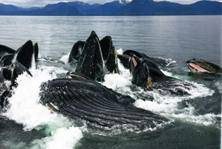 Tr�iler de Oc�anos (Oceans)