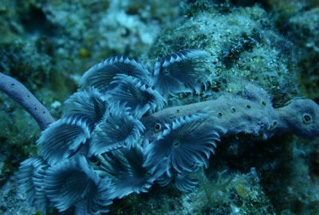 Foto, imagen de OceanWorld 3D (OceanWorld 3D)