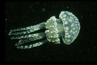 Foto de OceanWorld 3D (OceanWorld 3D)