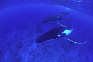 Foto de OceanWorld 3D (OceanWorld 3D)