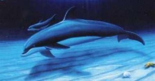 Foto de El Delf�n: La Historia de un So�ador (The Dolphin: Story of a Dreamer)