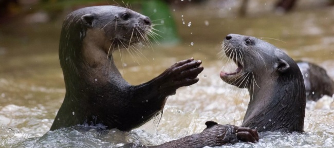 BBC Earth: Mamíferos