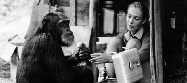 Jane Goodall
