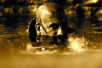 Foto de Riddick