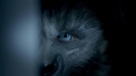 Foto de Wolves