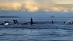 Foto de Blackfish