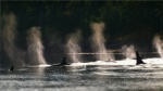 Foto de Blackfish