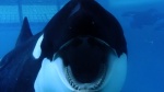 Foto de Blackfish