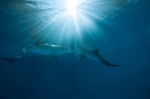 Foto de La gran aventura de Winter el delfín 2