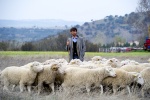 Foto de Las ovejas no pierden el tren