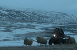Foto de Rams (El valle de los carneros)