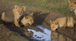 Foto de Grandes felinos africanos. El reino del coraje