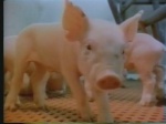 Foto de Earthlings