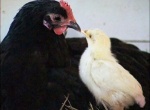 Foto de Peaceable Kingdom