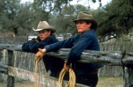 Foto de Todos los caballos bellos