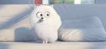 Foto de Mascotas