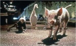 Foto de Babe, el cerdito en la ciudad